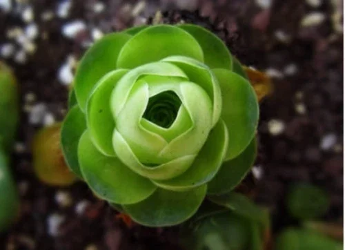 Aeonium Greenovia Aurea Mountain Rose Succulent Seeds - Green Color - 10-50 Count - Image 3