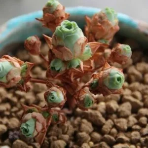 Aeonium Greenovia Aurea Mountain Rose Succulent Seeds - Green Color - 10-50 Count - Image 4