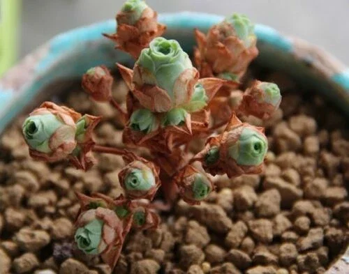 Aeonium Greenovia Aurea Mountain Rose Succulent Seeds - Green Color - 10-50 Count - Image 4