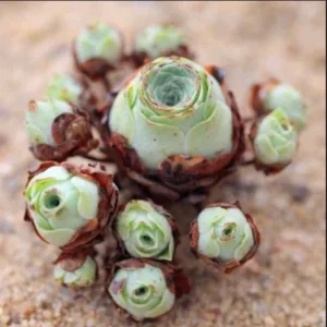 Aeonium Greenovia Aurea Mountain Rose Succulent Seeds - Green Color - 10-50 Count - Image 5