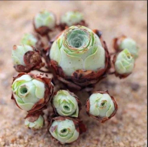 Aeonium Greenovia Aurea Mountain Rose Succulent Seeds - Green Color - 10-50 Count - Image 5