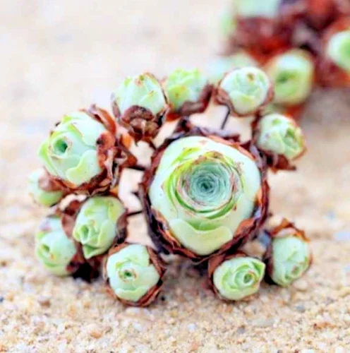 Aeonium Greenovia Aurea Mountain Rose Succulent Seeds - Green Color - 10-50 Count - Image 1