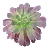 Aeonium Ink Painting Succulent Plant - Live Plant - Unique Rosette - 2 Inch Pot - Image 1