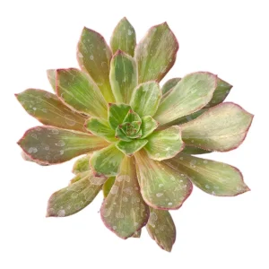 Aeonium Ink Painting Succulent Plant - Live Plant - Unique Rosette - 2 Inch Pot - Image 2