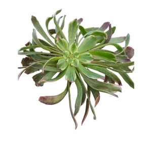 Aeonium Ink Painting Succulent Plant - Live Plant - Unique Rosette - 2 Inch Pot - Image 3