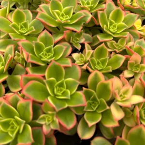 Aeonium Kiwi Live Succulent Plant – 4 inch Rosette – Colorful Houseplant - Image 4