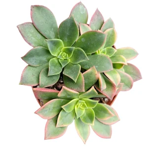 Aeonium Kiwi Succulent Live Plant - Green Yellow Pink Rosettes - Image 2