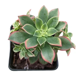 Aeonium Kiwi Succulent Live Plant - Green Yellow Pink Rosettes - Image 4