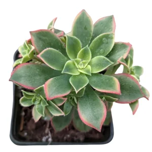 Aeonium Kiwi Succulent Live Plant - Green Yellow Pink Rosettes - Image 5