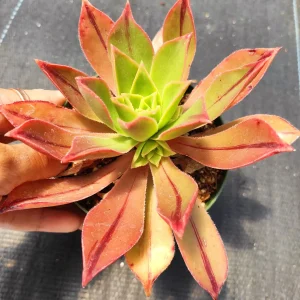 Aeonium Leucoblepharum Live Succulent Plant - Drought Tolerant Houseplant - Image 2