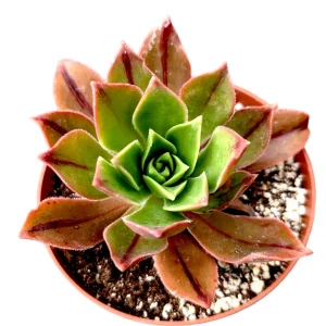 Aeonium Leucoblepharum Live Succulent Plant - Drought Tolerant Houseplant - Image 4