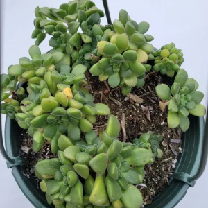 Aeonium lindleyi var. viscatum 'Irish Bouquet' Succulent Live Plant - Easy Care - Image 3