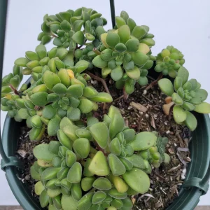 Aeonium lindleyi var. viscatum 'Irish Bouquet' Succulent Live Plant - Easy Care - Image 4