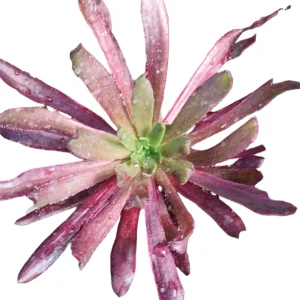 Aeonium Logan Rock Silk Variegata Succulent Plant - Live Succulent - Image 1