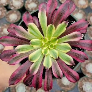 Aeonium 'Mardi Gras' Succulent Plant - Live Crassulaceae, Yellow, Green & Pink - Image 1