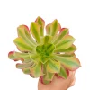 Aeonium Milky White Succulent Plant - Live Indoor Succulent for Home Decor - Image 1