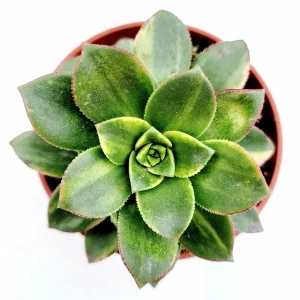 Aeonium 'Moonburst' Succulent Plant - Live Indoor/Outdoor Succulent - Image 2