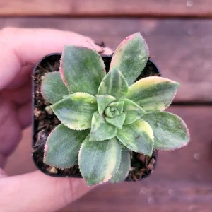 Aeonium 'Moonburst' Succulent Plant - Live Indoor/Outdoor Succulent - Image 3