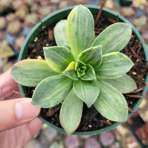 Aeonium 'Moonburst' Succulent Plant - Live Indoor/Outdoor Succulent - Image 4