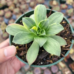 Aeonium 'Moonburst' Succulent Plant - Live Indoor/Outdoor Succulent - Image 5