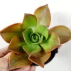 Aeonium Nobile Succulent Live Plant - Unique Rosette, Yellow-Green Leaves - Image 1
