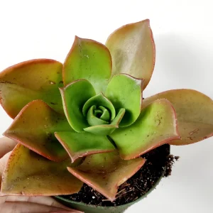 Aeonium Nobile Succulent Live Plant - Unique Rosette, Yellow-Green Leaves - Image 2