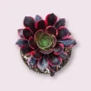 Aeonium O'Carrie Succulent Plant – Live Houseplant – 2 Inch or 4 Inch Pot - Image 1