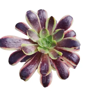 Aeonium O'Carrie Succulent Plant – Live Houseplant – 2 Inch or 4 Inch Pot - Image 3