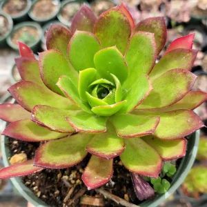 Aeonium 'Phoenix Flame' Live Succulent Plant - Dark Red & Green Rosettes, 6-12 inches - Image 10