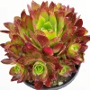 Aeonium 'Phoenix Flame' Live Succulent Plant - Dark Red & Green Rosettes, 6-12 inches - Image 1
