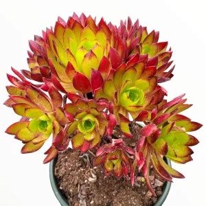 Aeonium 'Phoenix Flame' Live Succulent Plant - Dark Red & Green Rosettes, 6-12 inches - Image 4