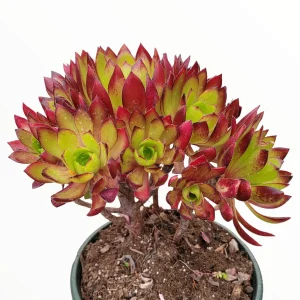 Aeonium 'Phoenix Flame' Live Succulent Plant - Dark Red & Green Rosettes, 6-12 inches - Image 5