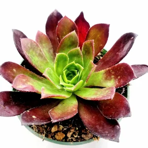 Aeonium 'Phoenix Flame' Live Succulent Plant - Dark Red & Green Rosettes, 6-12 inches - Image 6