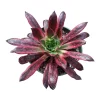 Aeonium 'Phoenix' Variegata Succulent Plant – Live Succulent – 2-4 Inch Pot – Indoor/Outdoor - Image 1