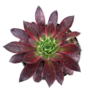 Aeonium 'Phoenix' Variegata Succulent Plant – Live Succulent – 2-4 Inch Pot – Indoor/Outdoor - Image 4