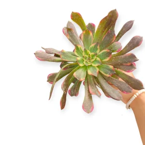 Aeonium Qingyi Succulent Plant - Live Potted Houseplant - Image 1