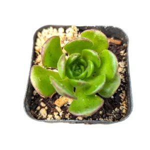 Aeonium Saundersii Pinheads 'Little Fox' Live Succulent Plant - Easy Care - Image 2
