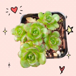 Aeonium Saundersii Pinheads 'Little Fox' Live Succulent Plant - Easy Care - Image 4