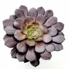 Aeonium 'Short Black' Live Succulent Plant - Drought Tolerant Houseplant - Image 1