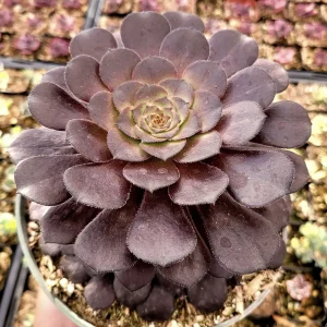 Aeonium 'Short Black' Live Succulent Plant - Drought Tolerant Houseplant - Image 3