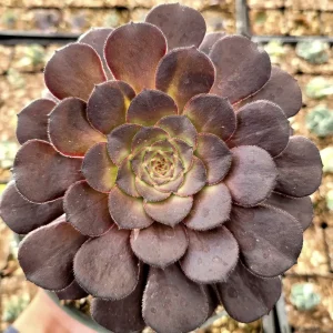 Aeonium 'Short Black' Live Succulent Plant - Drought Tolerant Houseplant - Image 4