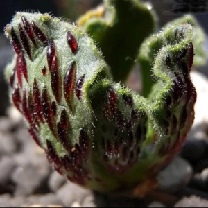 Aeonium Smithii Succulent Live Plant – Unique Striped Foliage – Potted Houseplant - Image 4