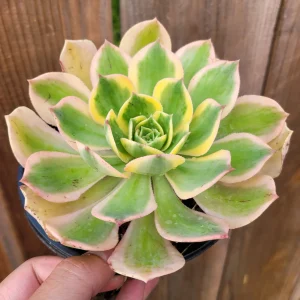 Aeonium 'Sunburst' Succulent Plant – Live Indoor/Outdoor Rosette Plant - Image 10