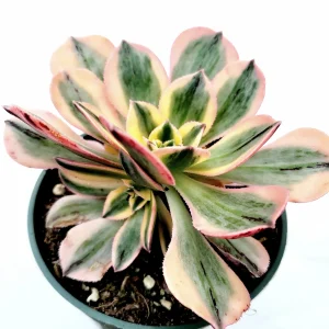 Aeonium 'Sunburst' Succulent Plant – Live Indoor/Outdoor Rosette Plant - Image 2