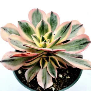 Aeonium 'Sunburst' Succulent Plant – Live Indoor/Outdoor Rosette Plant - Image 3