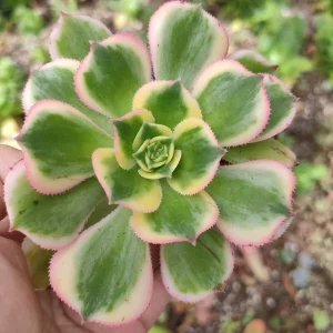 Aeonium 'Sunburst' Succulent Plant – Live Indoor/Outdoor Rosette Plant - Image 4