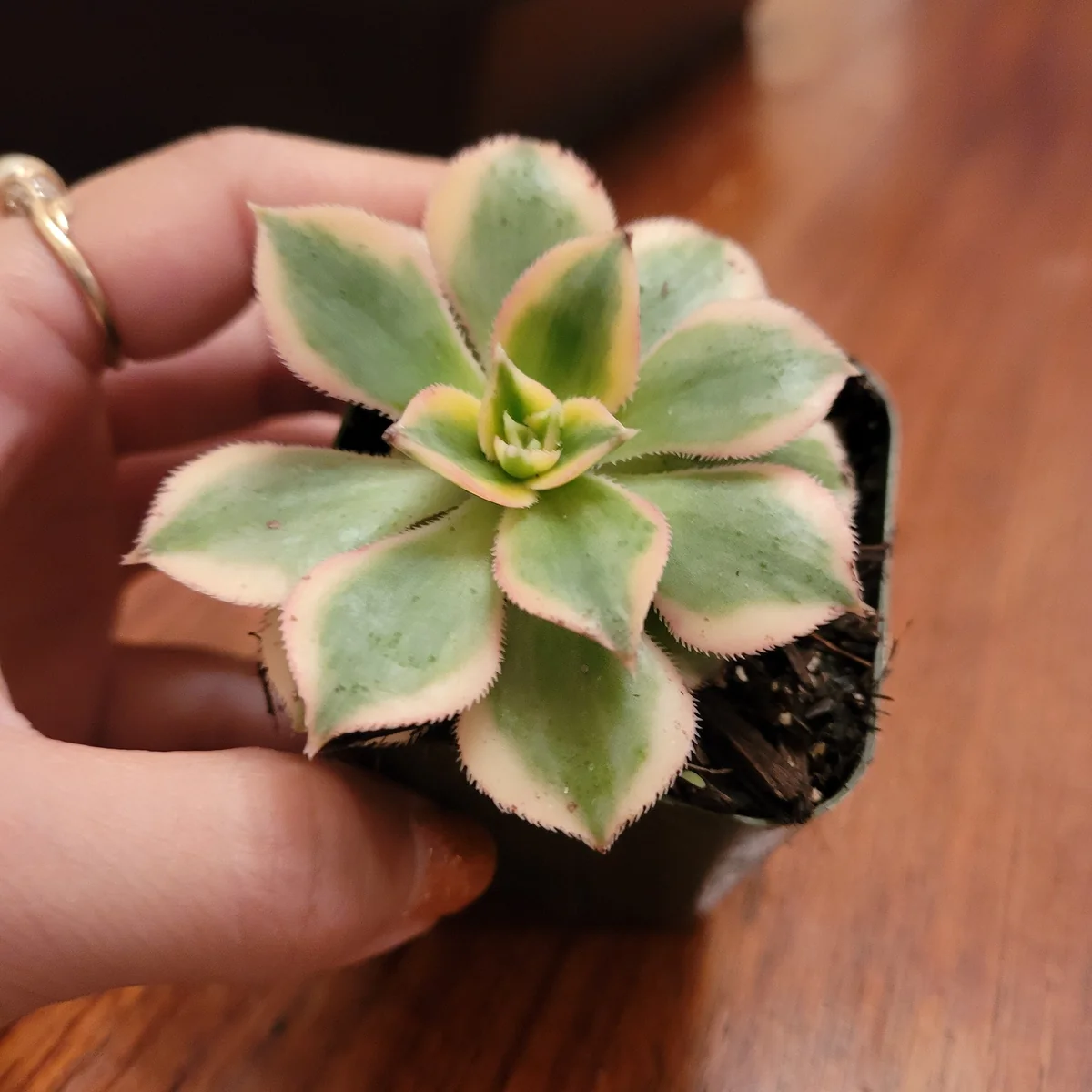 Aeonium 'Sunburst' Succulent Plant – Live Indoor/Outdoor Rosette Plant - Image 5