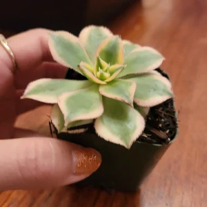 Aeonium 'Sunburst' Succulent Plant – Live Indoor/Outdoor Rosette Plant - Image 6