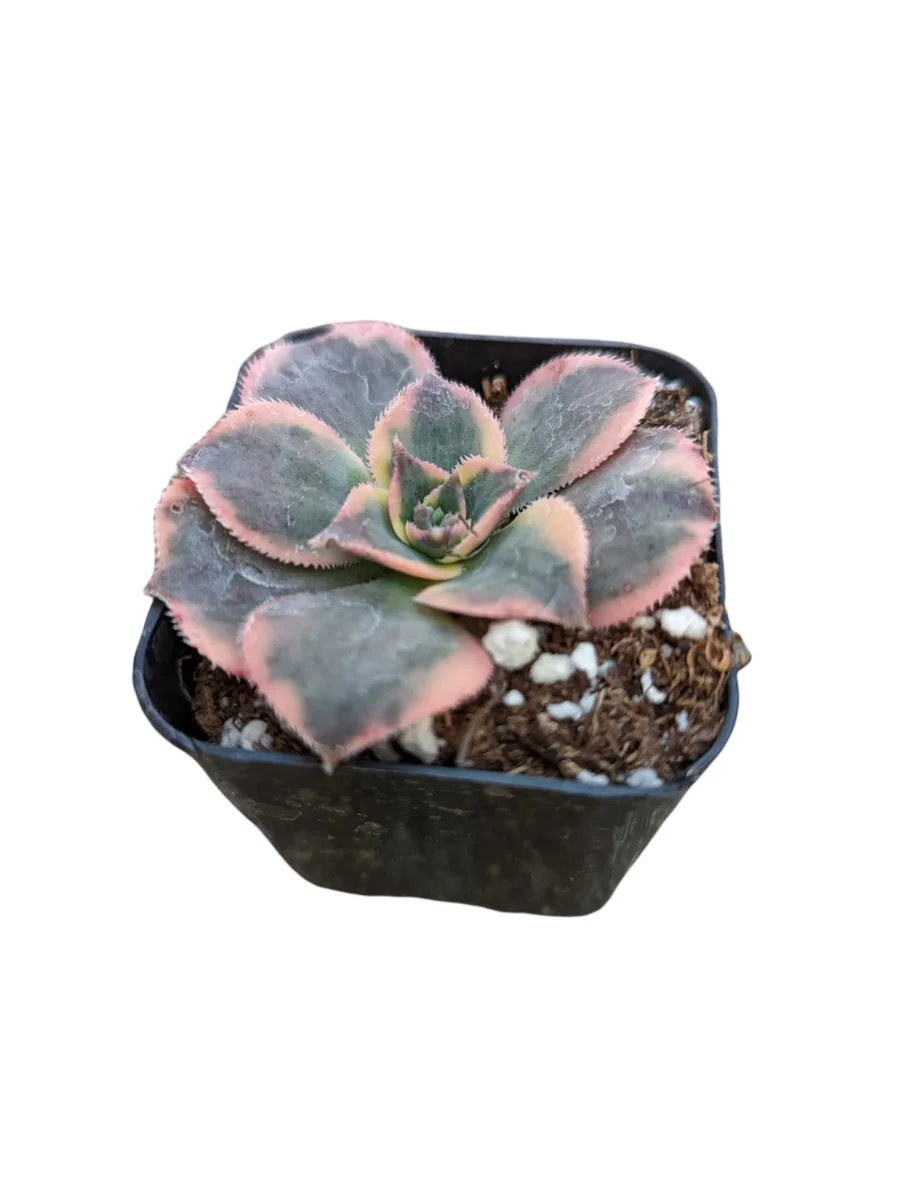 Aeonium 'Sunburst' Succulent Plant – Live Indoor/Outdoor Rosette Plant - Image 7