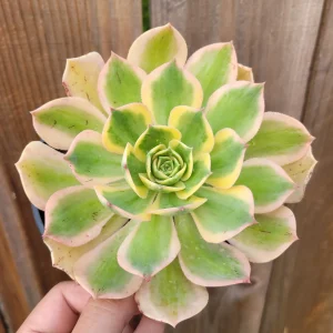 Aeonium 'Sunburst' Succulent Plant – Live Indoor/Outdoor Rosette Plant - Image 9